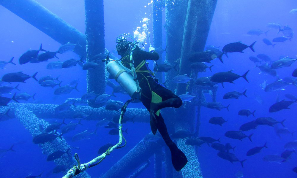 近年來，隨著中國海油深入推進(jìn)綠色低碳戰(zhàn)略，海上油田生態(tài)環(huán)境持續(xù)向好，“海油蛙人”被海洋生物“圍觀”的現(xiàn)象越來越多，呈現(xiàn)出人與自然和諧共生的美好畫面。圖為測量平臺水下結(jié)構(gòu)尺寸時，“海油蛙人“與魚群擦肩而過。