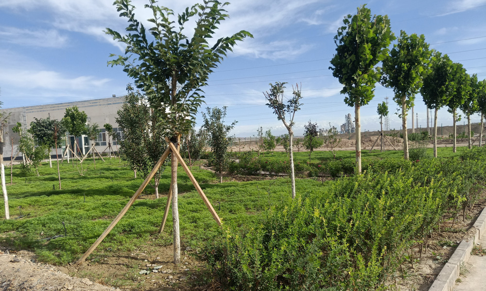 中節(jié)能太陽(yáng)能新疆區(qū)阿克蘇舒奇蒙、融創(chuàng)光伏電站，位于世界第二大沙漠塔克拉瑪干沙漠邊緣的阿克蘇市西工業(yè)園區(qū)內(nèi)。2018年開(kāi)始，電站積極實(shí)施綠化工程，經(jīng)過(guò)兩年多的努力，如今的電站已成為戈壁中小綠洲，成為黃沙中的一道亮眼的風(fēng)景。