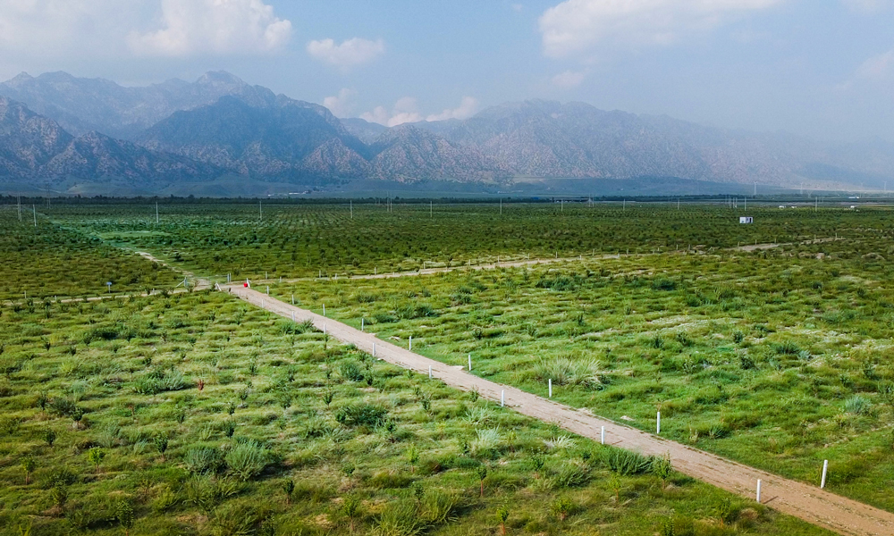 中建一局因地制宜采取圍欄封育、人工造林、飛播造林等多種措施，新增林業生態修復面積3.3萬畝，烏拉山南北麓林業生態修復工程草原地面覆蓋度由原來的7.3%提高到10.07%，有效減少區域地表徑流和防止水土流失。中建一局項目團隊還開展烏蘭布和沙漠防沙治沙示范工程和生態修復示范工程，通過平沙-壓沙固沙-梭梭種植-嫁接肉蓯蓉“四步走”開展沙漠治理，治理面積4.22萬余畝，已在沙漠中鋪設草方格約3200萬個，種植梭梭樹苗1332萬株，鋪設沙漠道路157公里。