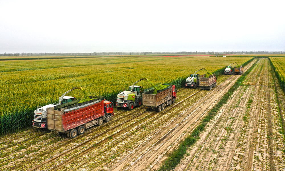 一輛輛聯(lián)合收割機(jī)、一臺(tái)臺(tái)運(yùn)輸車(chē)，在整齊劃一的高標(biāo)準(zhǔn)農(nóng)田里來(lái)回穿梭，搶收各類秋糧作物，確保顆粒歸倉(cāng)。圖為甘肅省農(nóng)墾集團(tuán)青貯玉米收割現(xiàn)場(chǎng)。