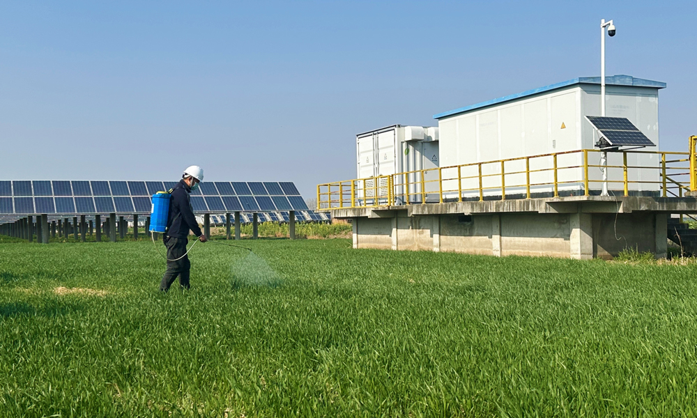 在中廣核江蘇浦南光伏電站，深藍色的光伏板陣列下，嫩綠的麥苗正舒展新葉，工作人員在給返青的小麥播撒農藥。浦南光伏電站將光伏發電與小麥種植有機結合，不僅提高了土地的使用效率，還促進了當地農業產業結構的優化升級，為農民增加經濟收益。同時，光伏電站配備的氣象監測設備可實時收集風速、溫度、濕度等數據，對農業生產中的施肥、病蟲害防治等具有參考價值，助力小麥產量增收。