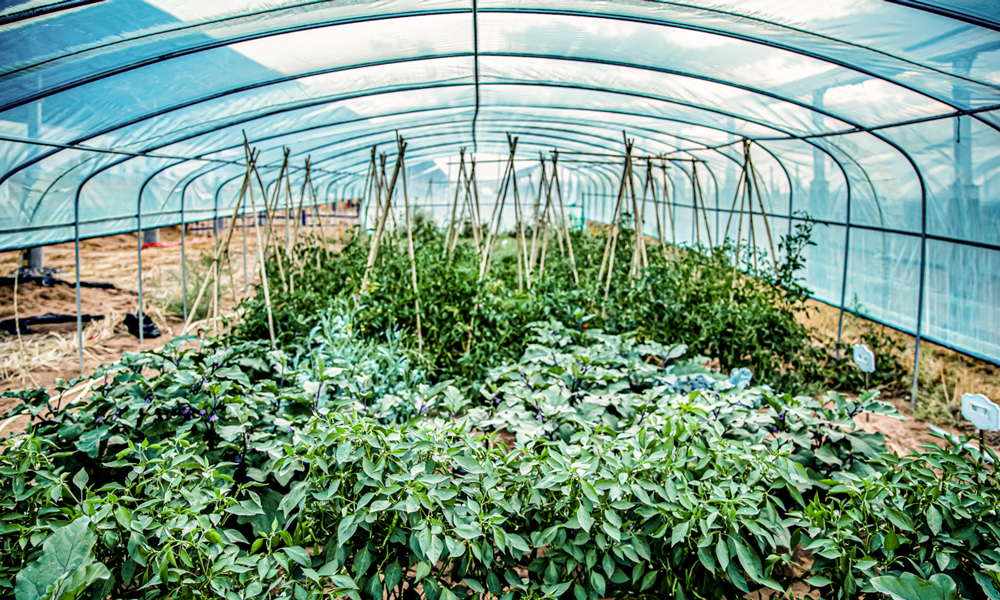 在蔬菜實驗園，茄子、辣椒、西紅柿和西瓜在沙海中的大棚里試種成功。敢于探索，終會見證奇跡。