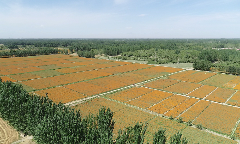 如今，葉爾羌河流域的農(nóng)田灌溉保證率已從不足50%提高到75%，阿爾塔什水利樞紐在保障流域生活、生產(chǎn)、生態(tài)用水需求上發(fā)揮著重要作用，對(duì)推動(dòng)經(jīng)濟(jì)社會(huì)高質(zhì)量發(fā)展，保障和改善民生，維持生態(tài)穩(wěn)定性等具有十分重大的意義。圖為灌區(qū)萬(wàn)壽菊種植區(qū)域。