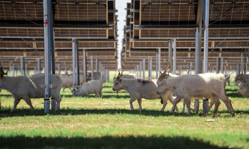 蒙西藍海光伏電站的建設極大改善了當地的生態環境，光伏板遮擋了陽光直射地面，減少了水分蒸發，板下植被長勢良好，荒地面貌煥然一新，曾經的荒地化身羊群的樂園。圖為10月13日拍攝的項目建設現場。