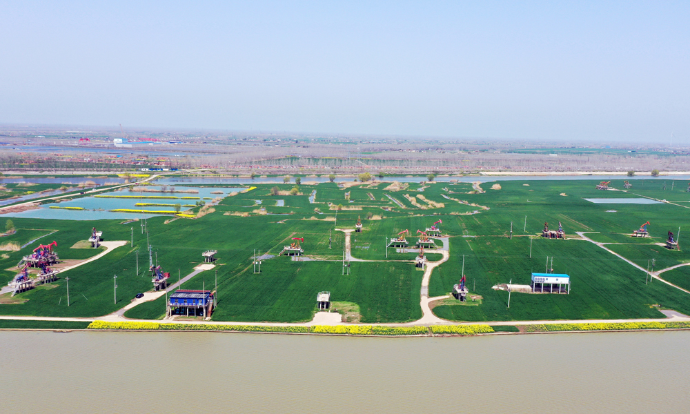 近日，在江蘇油田采油二廠高集湖區(qū)，紅色的抽油機(jī)與綠油油的麥田、黃燦燦的油菜花構(gòu)成一幅和諧優(yōu)美的生態(tài)畫卷。