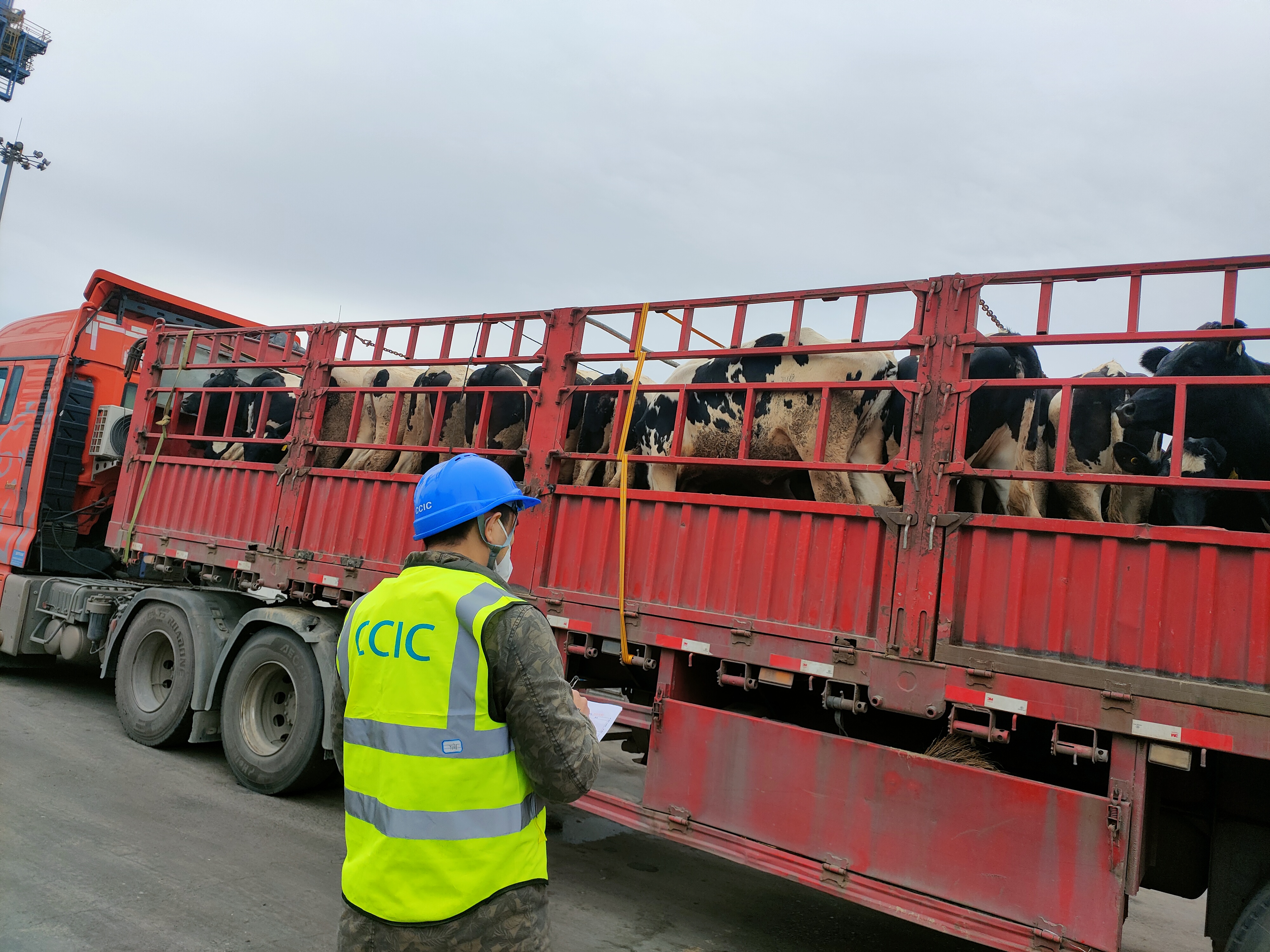 進(jìn)口活牛全程商務(wù).jpg