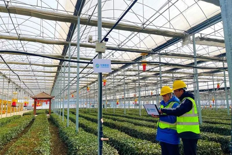 5、中國(guó)移動(dòng)在山東日照打造智慧茶園.jpg 5、中國(guó)移動(dòng)在山東日照打造智慧茶園.jpg